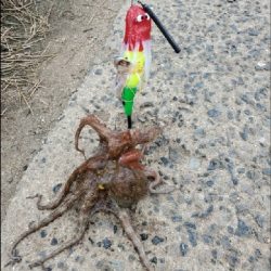 タコの季節ですね