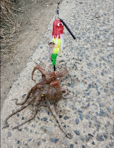 タコの季節ですね