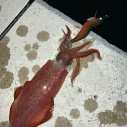 ケンサキイカ1杯！