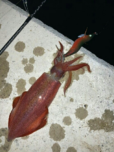 ケンサキイカ1杯！