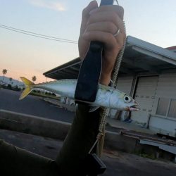 佐野新島でアジング！