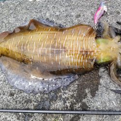 デイエギング♪