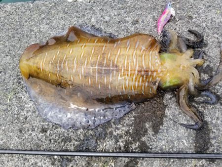 デイエギング♪