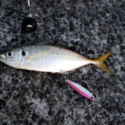 尺には届かない