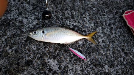 尺には届かない