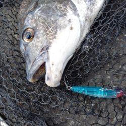 朝のトップで連続ヒット