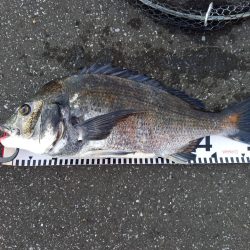 手長エビを餌にしてみました