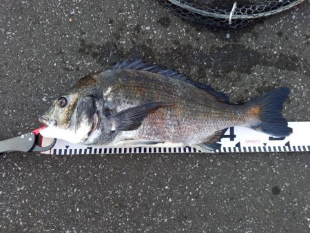 手長エビを餌にしてみました