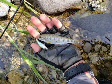 渓流は涼しい(^∇^)小型は結構いるんですが大きいのは留守みたい、、、