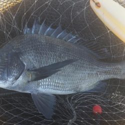 紀州釣りに挑戦！！