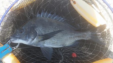 紀州釣りに挑戦！！