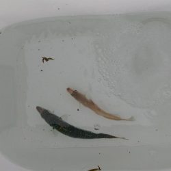 サバばかりかと思ってたら。。