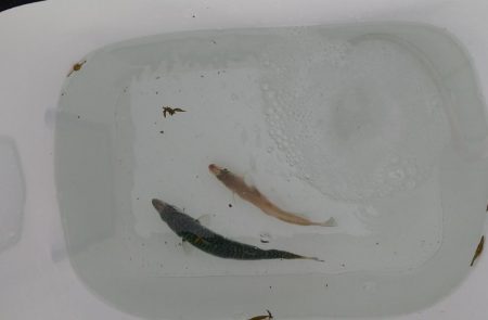 サバばかりかと思ってたら。。