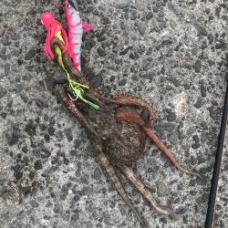 タコ爆釣