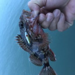 癒しのガッシー新P