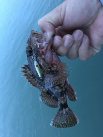 癒しのガッシー新P