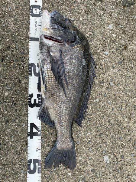 イチノ兄弟、釣果!