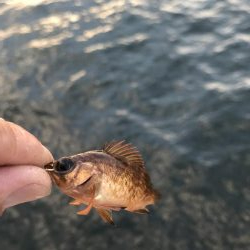 アジなしっ!イワシ多し