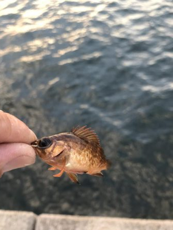 アジなしっ!イワシ多し