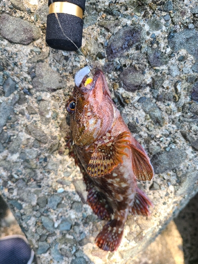 ロックフィッシュ