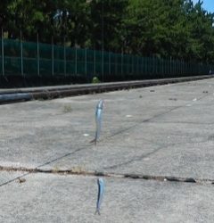 ファミリーサビキ