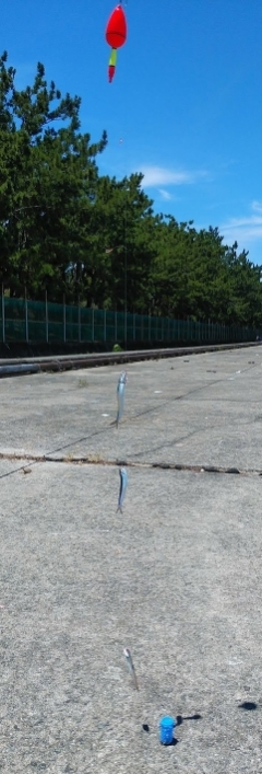 ファミリーサビキ