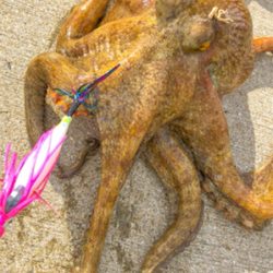 でたー！念願の2kgオーバー！