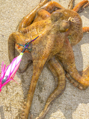 でたー！念願の2kgオーバー！