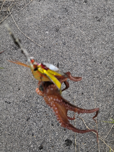 ダイソーエギ改