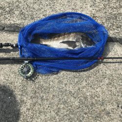 ヘチ釣りでチヌ！