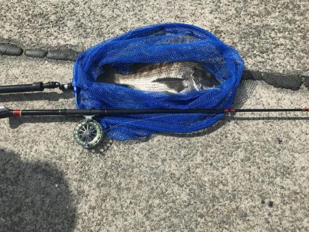 ヘチ釣りでチヌ！