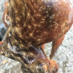 タコフィネス　６杯で１.８キロ