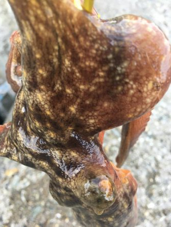 タコフィネス　６杯で１.８キロ