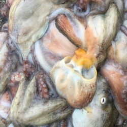 タコフィネス　タコエギノーロストで５６杯継続中