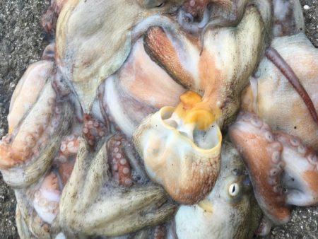 タコフィネス　タコエギノーロストで５６杯継…