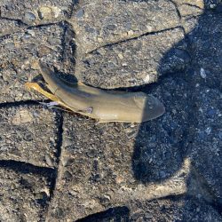 初モノ　舌平目