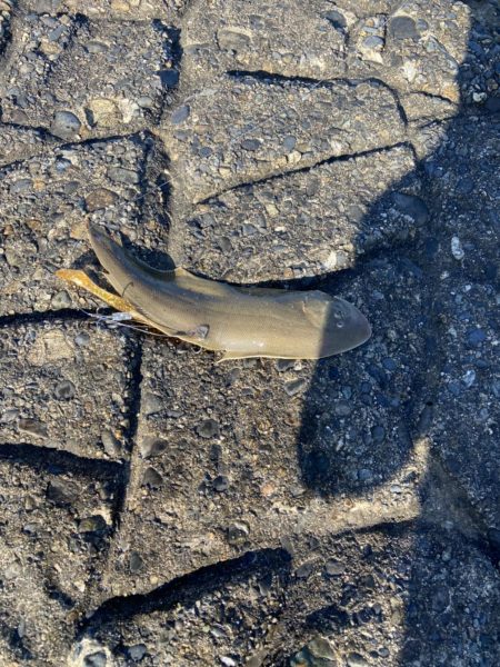 初モノ　舌平目