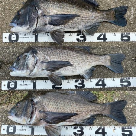 巨チヌ降臨‼️（イチノ兄弟）