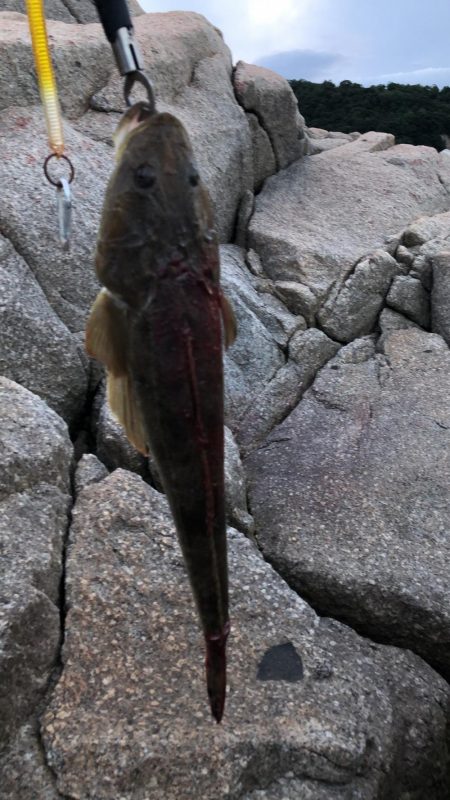 ふらットフィッシュ