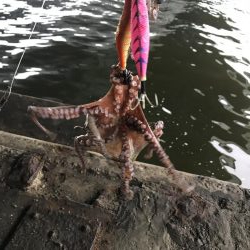 雨前のタコ釣り