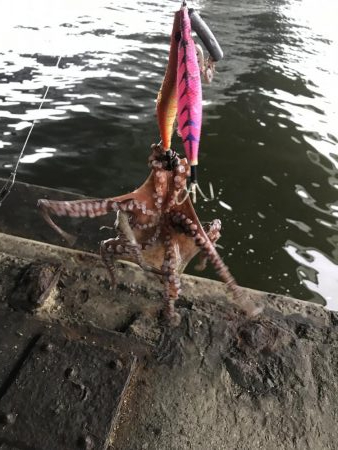 雨前のタコ釣り