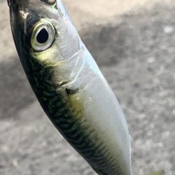 おちょぼ口のあいつ