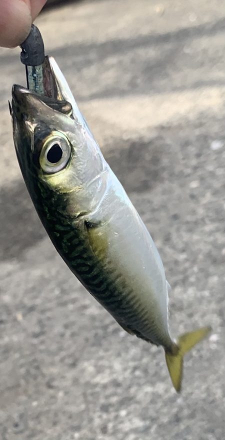 おちょぼ口のあいつ