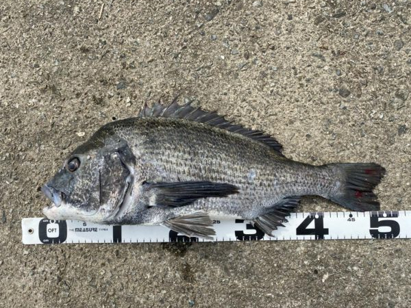 イチノ兄弟、釣果！