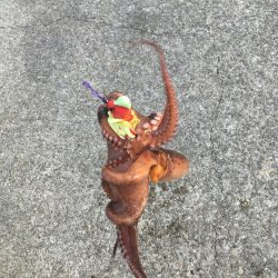 タコの数は減ったがサイズアップ！