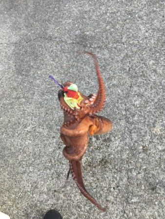 タコの数は減ったがサイズアップ！
