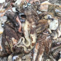 タコフィネスで２１杯　昼の部