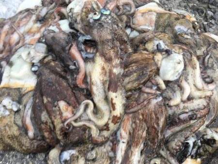 タコフィネスで２１杯　昼の部