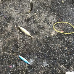 アジなしっ！イワシあり！