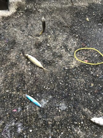 アジなしっ！イワシあり！